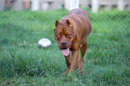 A large pit bull in a lawn in a wide cage. Perfect dog Some Pit Blue Dogs are considered ferocious. But Pit Blue is cute and playful. And love the ownerの写真素材