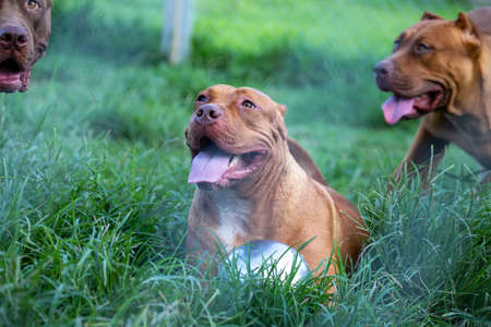 headshot american pitbull terrier The big brown in the lawn looks scary, but the pitbull actually has a cute, playful character and loves its owner. And looks funnyの写真素材