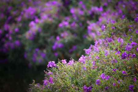Early winter flowers in full bloomの写真素材