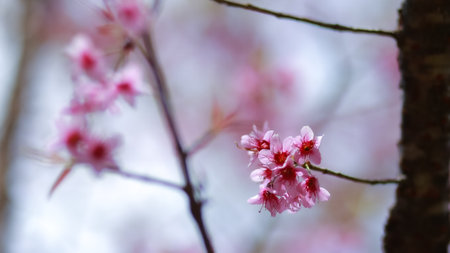 Pink cherry blossoms in full bloom, looking dense, giving a feeling of abundance.の写真素材