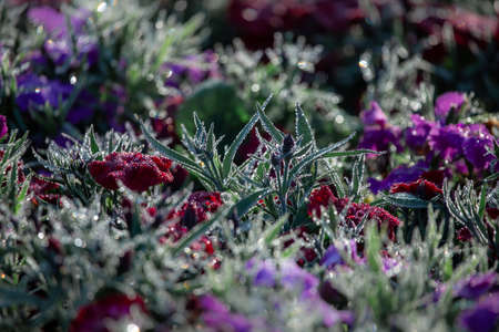 Pink cherry blossoms A little bird enjoying finding nectar from flowers.の写真素材