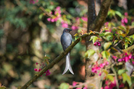 Pink cherry blossoms A little bird enjoying finding nectar from flowers.の写真素材