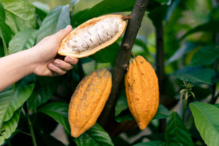 Selective focus bright yellow cocoa in the hand of mature cocoa plantation gardener in Asian village on fresh green leaf background. There is space for text.の写真素材
