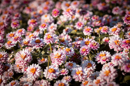 Green corn is growing in the fields of corn farmers in Thailand. The picture gives a feeling of freshness in the rainy season.の写真素材