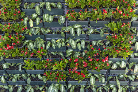 Vibrant and lush vertical garden forming beautiful background. This sustainable green wall with fresh plant foliage and flower creates living wall pattern and natural texture