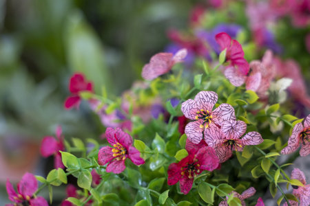 A vibrant pink flower and magenta bloom with green leaf detail create cheerful beautiful scene. delicate petal arrangement shows natural peace and calm energy for perfect garden background design