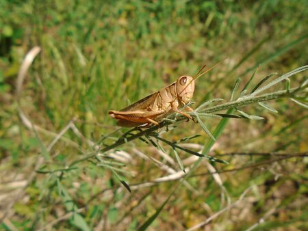 Grasshopperの写真素材