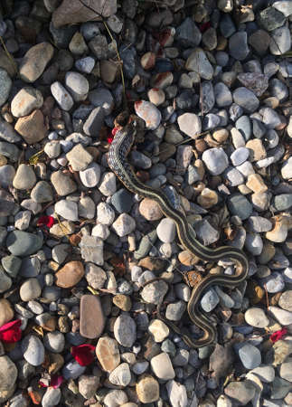 Gardner Snake eating a frog.の素材