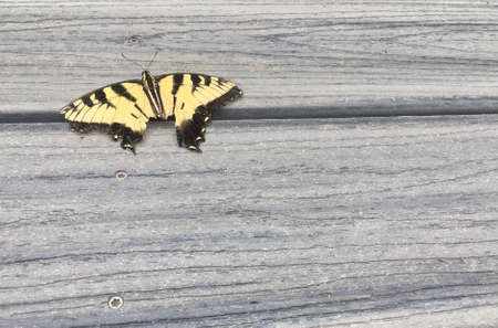 Yellow and Black butterfly on grey deck.の素材