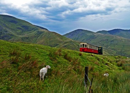 Snowdon mountain railway with sheepの写真素材