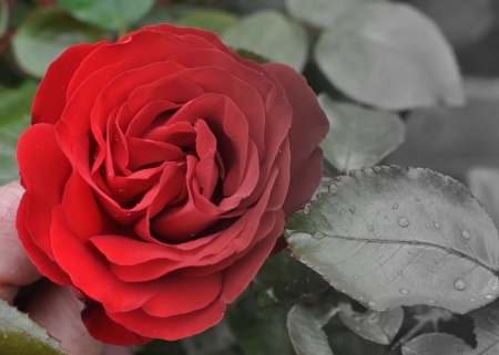 A rose by any other nameの写真素材