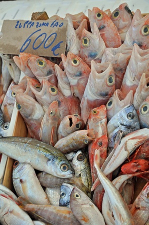 Little fishes for saleの写真素材