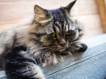 Tomcatの写真素材
