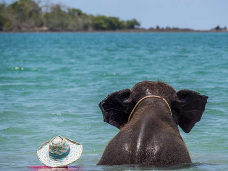 Bathing Elephant