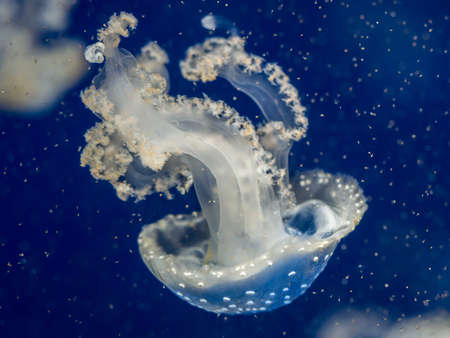 Blue Jellyfishの写真素材