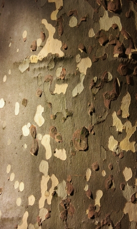 Detail of platane bark 