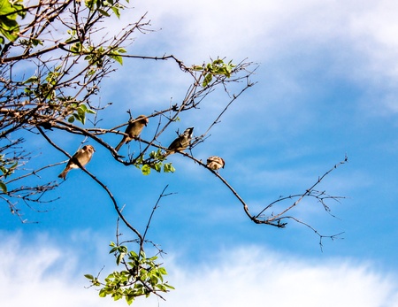 a bird group on a tree branchの写真素材