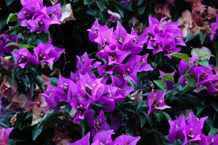 Wall blossom fuchsia in the South