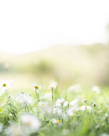 Defocused white daisies in a field of green grassの写真素材