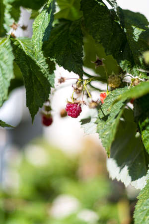 Close up view of a ripe red raspberry hanging from a green leafy vine