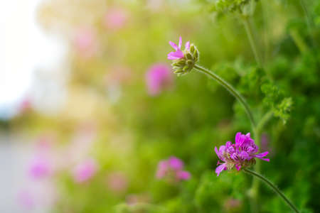 Pink flowers in shallow focus with a green garden background