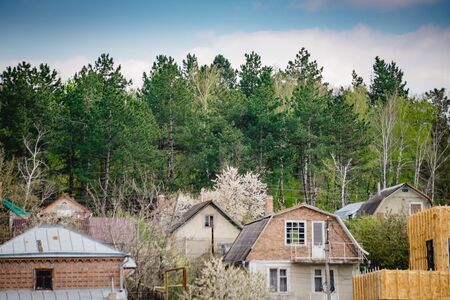 green forest with houses in the foregroundの写真素材