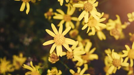 Summer yellow flowers in the field closeup. ray of sunshineの写真素材