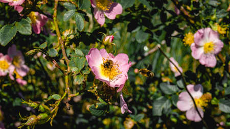 Honey bee collecting bee pollen.の写真素材