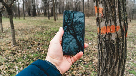 the phone shows the road in the forestの写真素材