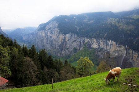Aerial view of the famous village of Lauterbrunnen, Switzerlandの写真素材