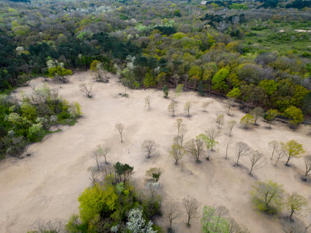 Trees and dunes in the Kennemerdunes, North Holland, The Netherlandsの写真素材