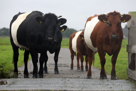 Cows on a farmの写真素材