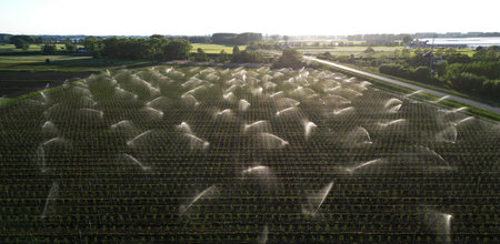 Water irrigation of fruittrees during summer