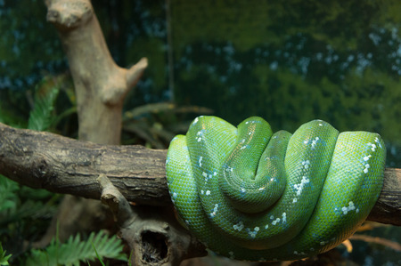 The green tree pythonの写真素材