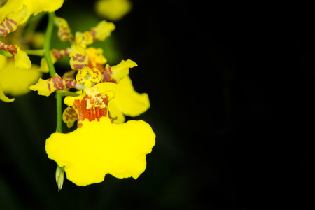 Oncidesa Goldiana, Golden Shower - Yellow Orchid - Macroの写真素材