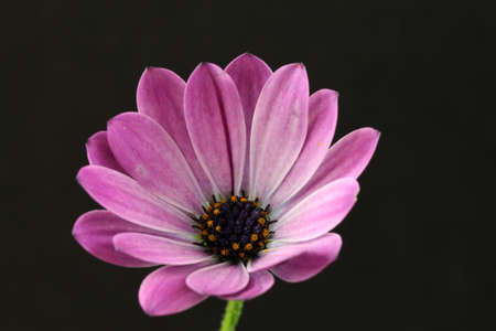 Purple Flowerの写真素材