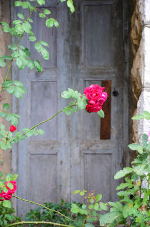 red rose isolated in front of wooden doorの写真素材