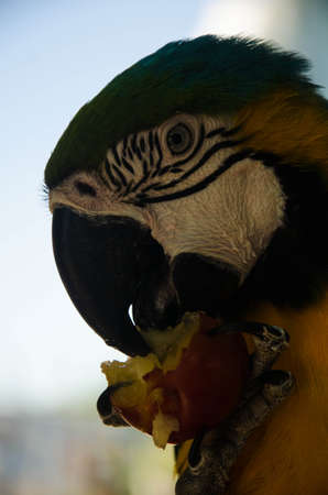 exotic parrot eating fruit close upの写真素材