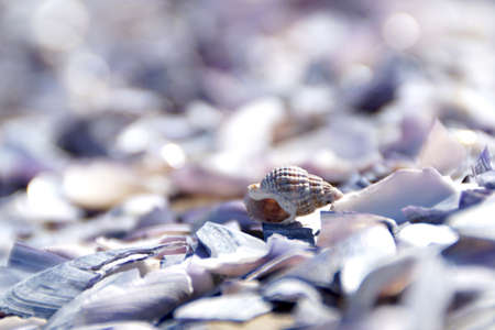 White and brown snail spiral seashell sitting on a side on a bed of broken purple and white...