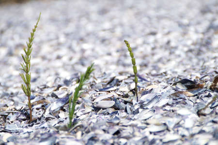 Three individual one stemmed green plants grown from a bed of broken seashells on the edge of the seaの写真素材