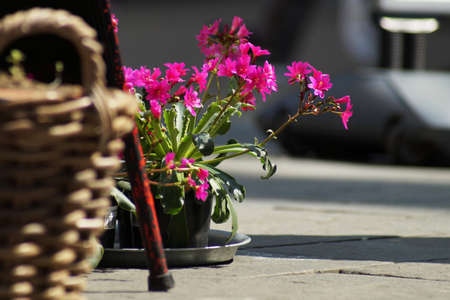 Purple flowers in focus in background sitting in a black plastic pot on a metallic dish on the concrete paved ground. Partial view. In the foreground is a furniture metallic leg and a brown reed basket blurred.の写真素材