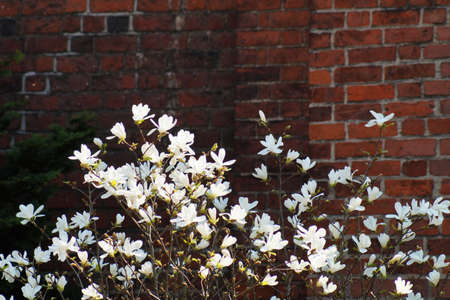 A background image with many white bloomed magnolia flowers standing in front of a dark orange brick wall with a partial view of a green cedar treeの写真素材