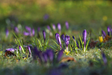 A field of small purple spring flowers bloomed on the grassの写真素材