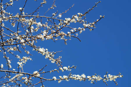 Several branches with white small flowers against a blue sky backgroundの写真素材