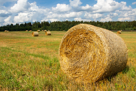 Hay bales in a farm field after harvest.