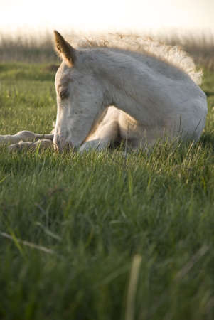 beautiful white foal resting on the grassの写真素材