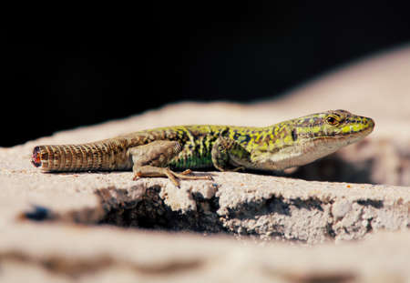 a closeup of a lizard sun bathing on a concrete blcok