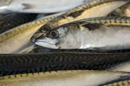 Fresh fish in Paris Franceの写真素材