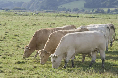 Cows of Normandy France in the countrysideの写真素材