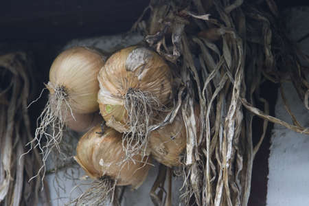 French market onions at a small market in Normandyの写真素材